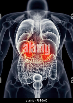 medically accurate illustration - painful kidney Stock Photo