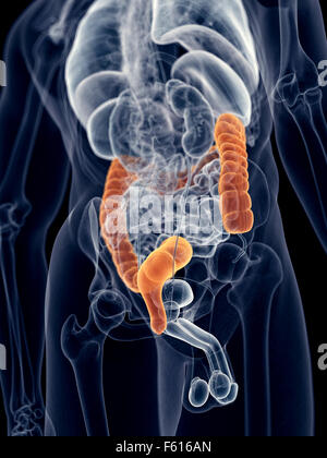 medically accurate illustration of the colon Stock Photo