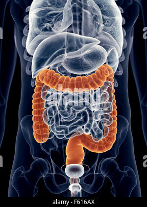 medically accurate illustration of the colon Stock Photo