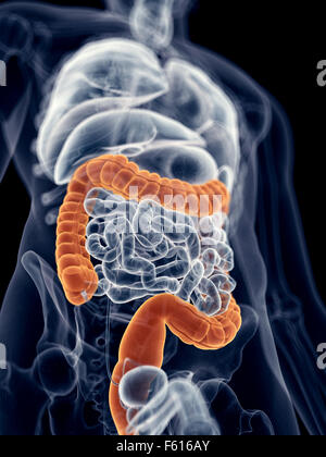 medically accurate illustration of the colon Stock Photo