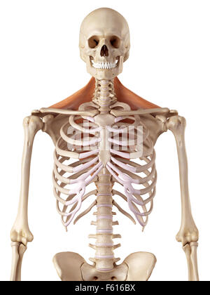 medical accurate illustration of the trapezius Stock Photo