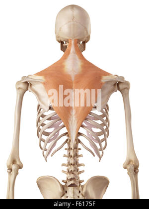 medical accurate illustration of the trapezius Stock Photo