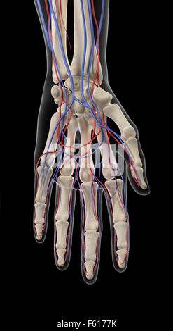 medically accurate illustration of the arteries and veins of the hand Stock Photo