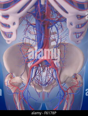 medically accurate illustration of the circulatory system - abdomen Stock Photo