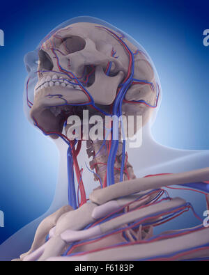 medically accurate illustration of the circulatory system - neck Stock Photo