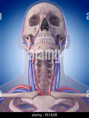 medically accurate illustration of the circulatory system - neck Stock Photo