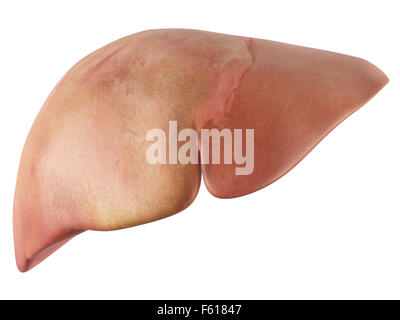 medically accurate illustration of the liver Stock Photo