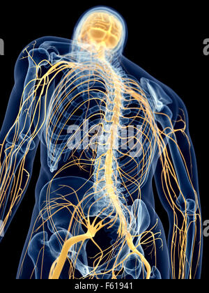 medically accurate illustration of the back nerves Stock Photo