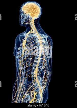 medically accurate illustration of the back nerves Stock Photo