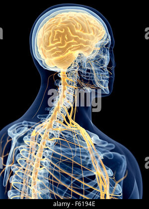 medically accurate illustration of the cervical nerves Stock Photo