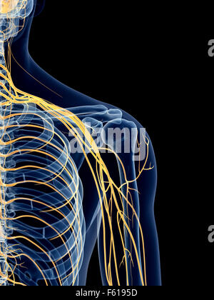 medically accurate illustration - nerves of the shoulder Stock Photo ...