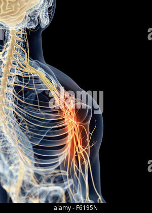 Medically Accurate Illustration Of The Intercostal Nerves Stock Photo Alamy