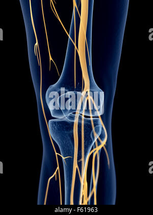 medically accurate illustration of the knee nerves Stock Photo