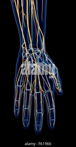 medically accurate illustration of the hand nerves Stock Photo