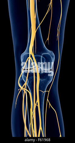 medically accurate illustration of the knee nerves Stock Photo