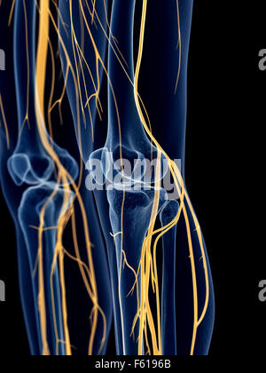 medically accurate illustration of the knee nerves Stock Photo