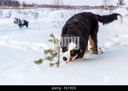 Young Mountain dog Stock Photo