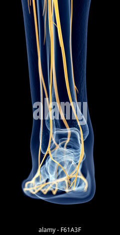 The nerves of the foot Stock Photo - Alamy