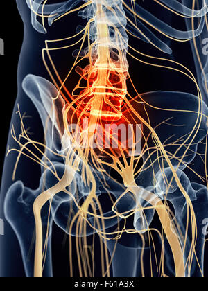 medically accurate illustration - painful sacral nerves Stock Photo