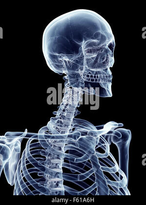 medically accurate illustration of the cervical spine Stock Photo