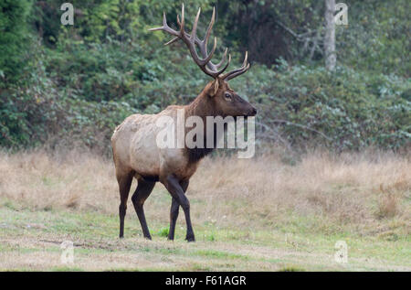 Roosevelt Elk Bull (Cervus canadensis roosevelti)  the Prairie Creek Redwood State Park on the north coast of California. Stock Photo