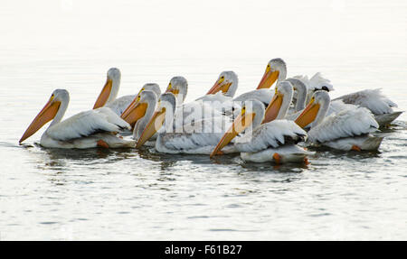 A colony of American White Pelicans (Pelecanus erythrorhynchos) feeding on fish at the Tule Lake National Wildlife Refuge in Nor Stock Photo