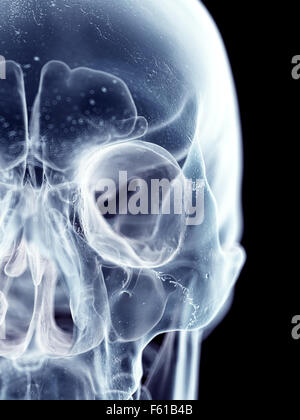medically accurate illustration of the human skull Stock Photo