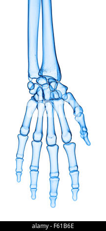 medically accurate illustration of the hand bones Stock Photo