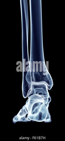 accurate medical illustration of the foot Stock Photo