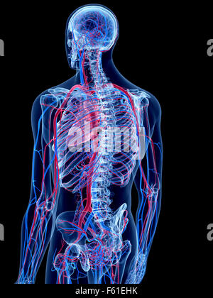 the human vascular system Stock Photo