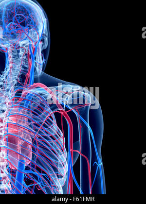 the human vascular system - the shoulder Stock Photo