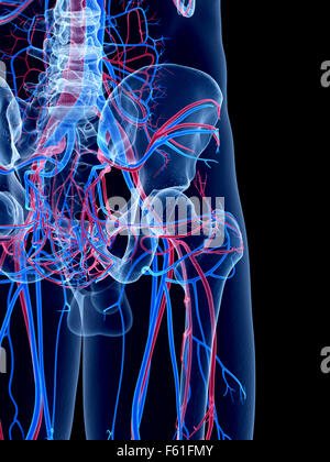 the human vascular system - the hip Stock Photo