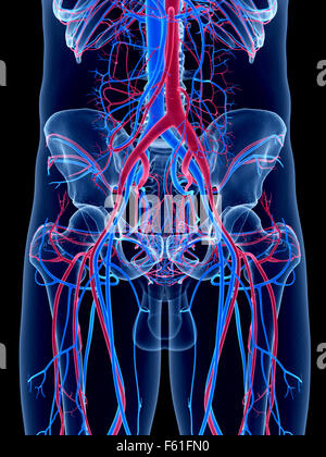 the human vascular system - the hip Stock Photo - Alamy