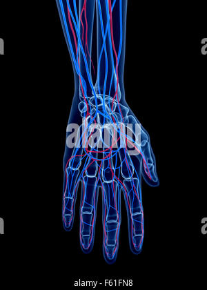 the human vascular system - the hand Stock Photo