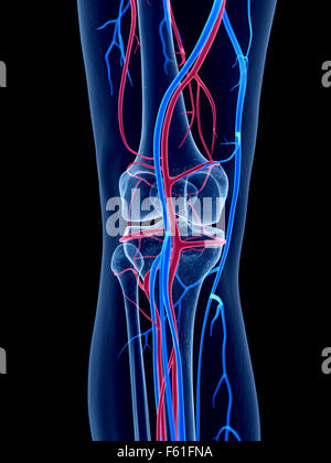 Illustration of Knee circulatory system Stock Photo - Alamy