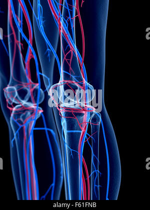 Illustration of Knee circulatory system Stock Photo - Alamy