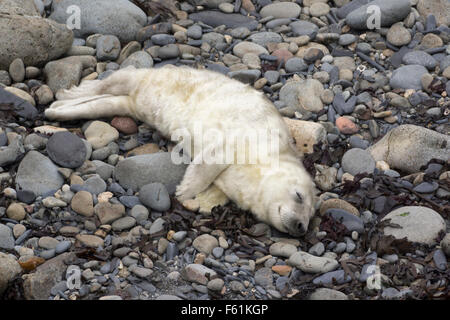 A young seal pup snoozing on a pebbly beach, Ramsey Island, Pembrokeshire, Wales, UK Stock Photo