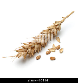 wheat ear isolated on white background cutout Stock Photo