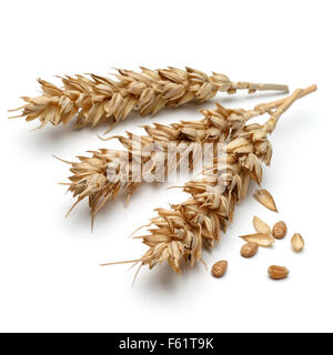 wheat ear isolated on white background cutout Stock Photo