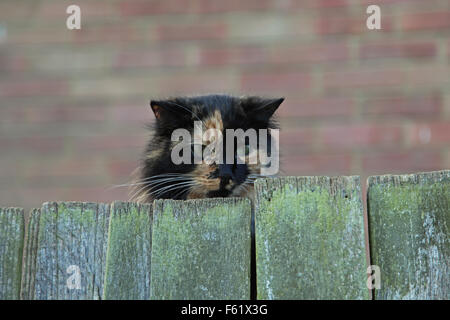 A young black and ginger cat peers over the top of a wooden fence looking very  intensely at something to its left. Stock Photo