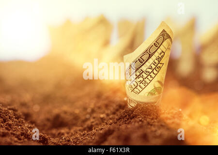 Garden bed of american dollars grow from the ground - the concept of profit and harvest Stock Photo