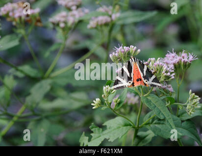 A Jersey Tiger Moth (Euplagia quadripunctaria) on Hemp-argimony (Eupatorium cannabinum), one of the food plants of its lavae.  Valbone, Albania Stock Photo