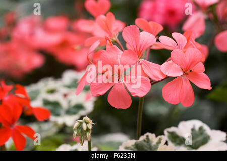 Pelargonium 'Frank Headley' flowers. Stock Photo