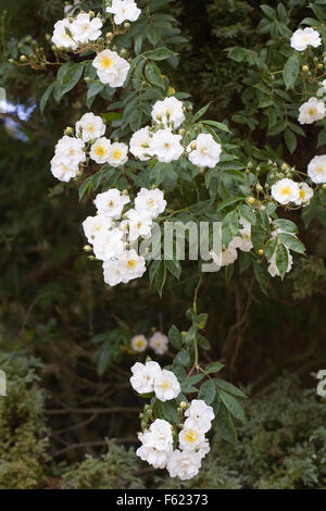 Rosa 'Rambling Rector' rambling through a fir tree. Stock Photo