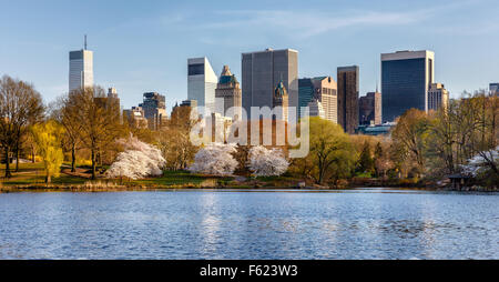 Spring in Central Park, with blooming Yoshino Cherry trees near The Lake. Eastern view of Manhattan skyscrapers, New York City,