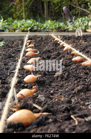 Allium cepa. Onion sets placed for planting in a raised bed using string line guides. UK Stock Photo