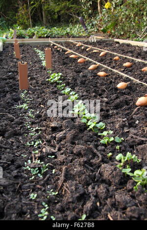 Allium cepa. Onion sets placed for planting in a raised bed using string line guides. UK Stock Photo