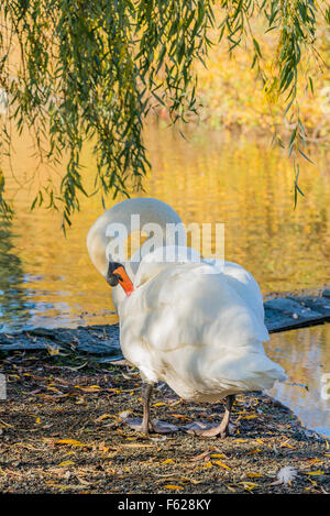 Mute swan, Stanley Park, Vancouver, British Columbia, Canada