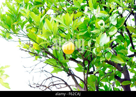 LEMON GROWING ON TREE Stock Photo
