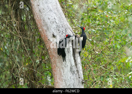 The white-bellied woodpecker or great black woodpecker (Dryocopus javensis) is found in evergreen forests of tropical Asia Stock Photo